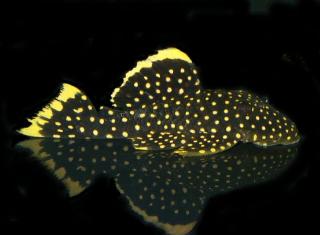 Baryancistrus sp.