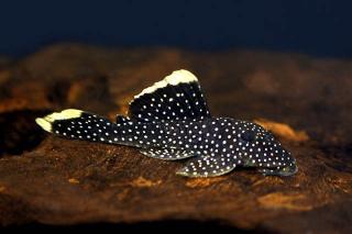 Baryancistrus sp.